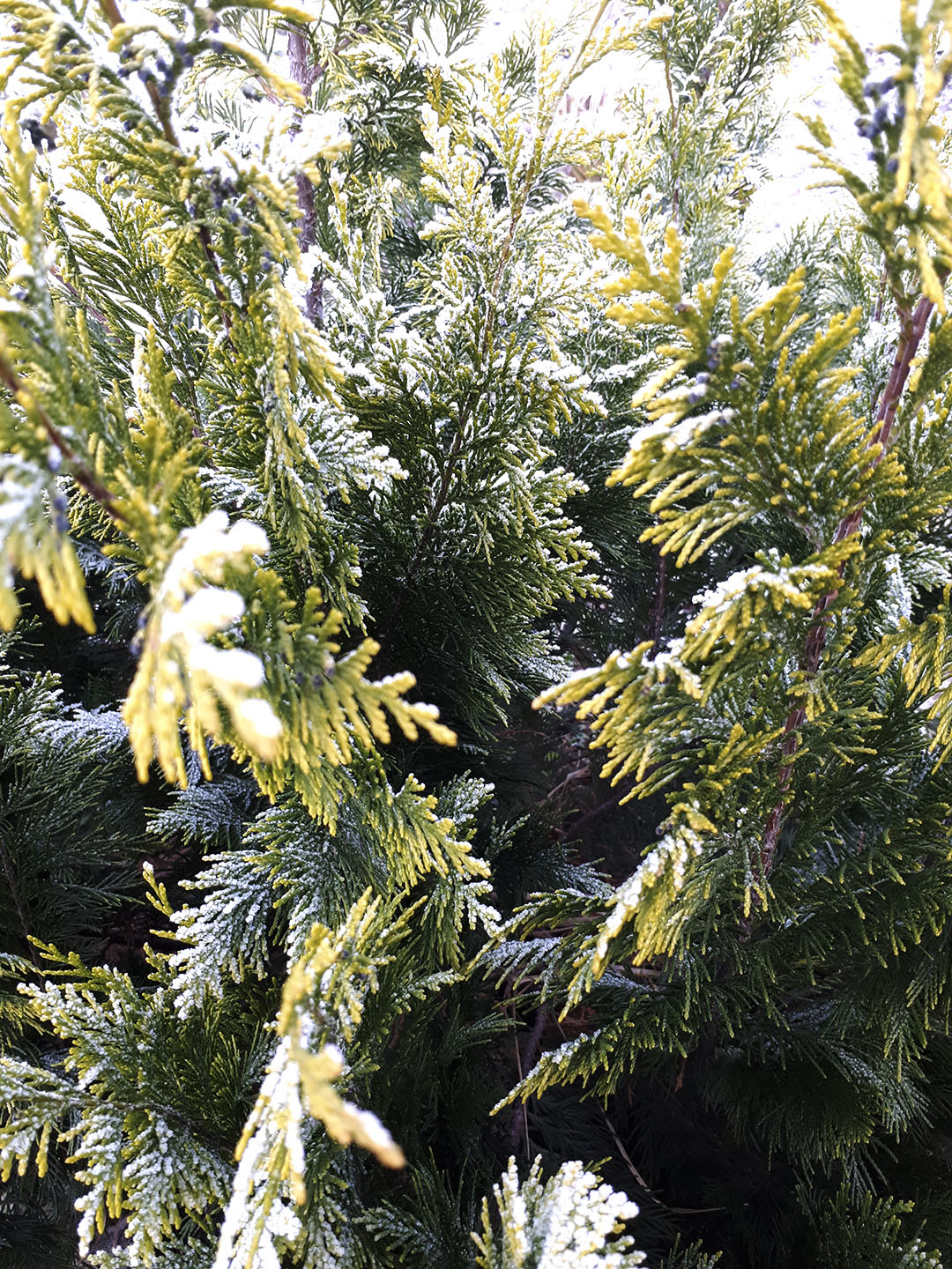 Можжевельник