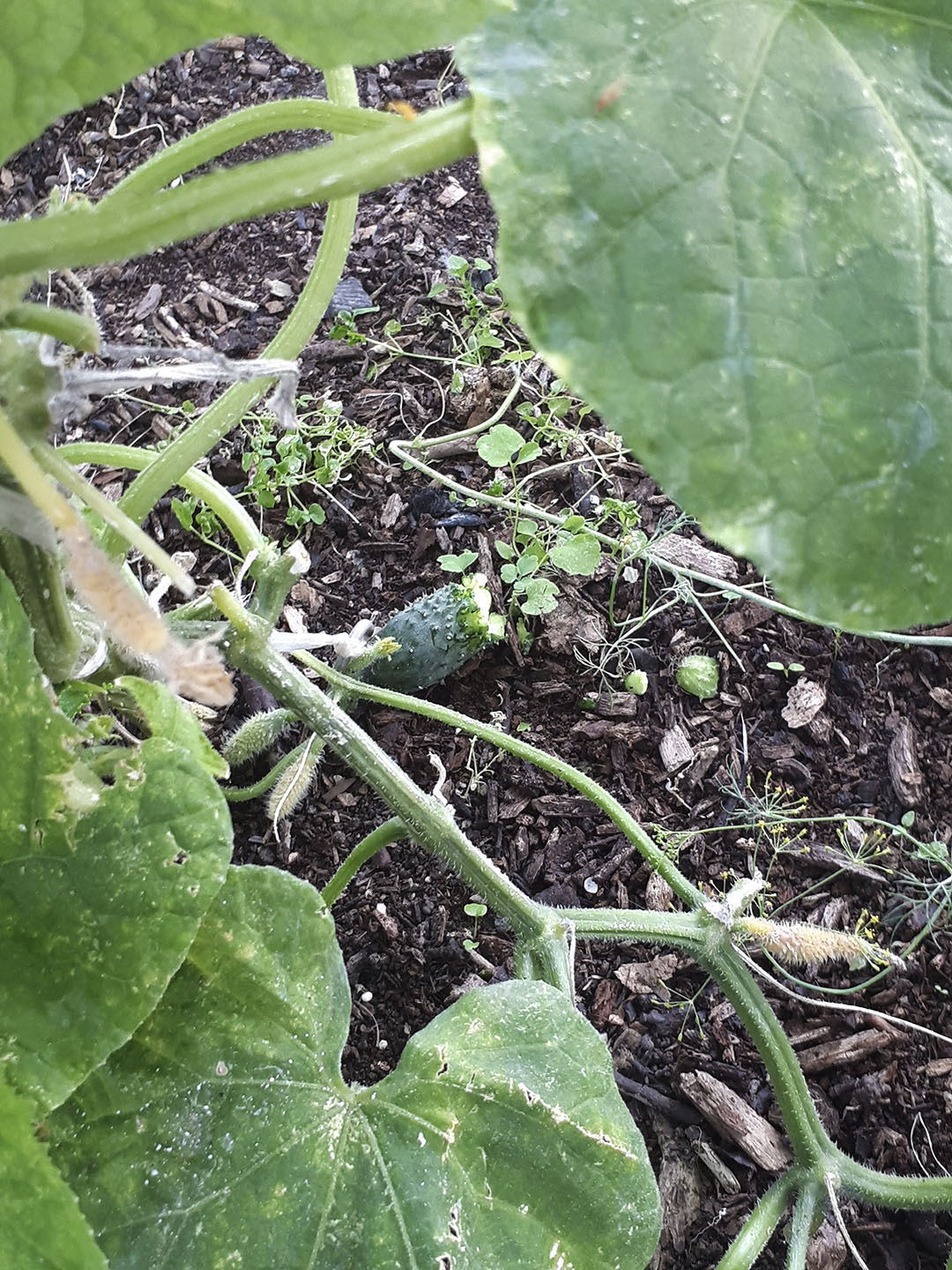 Дегустация урожая