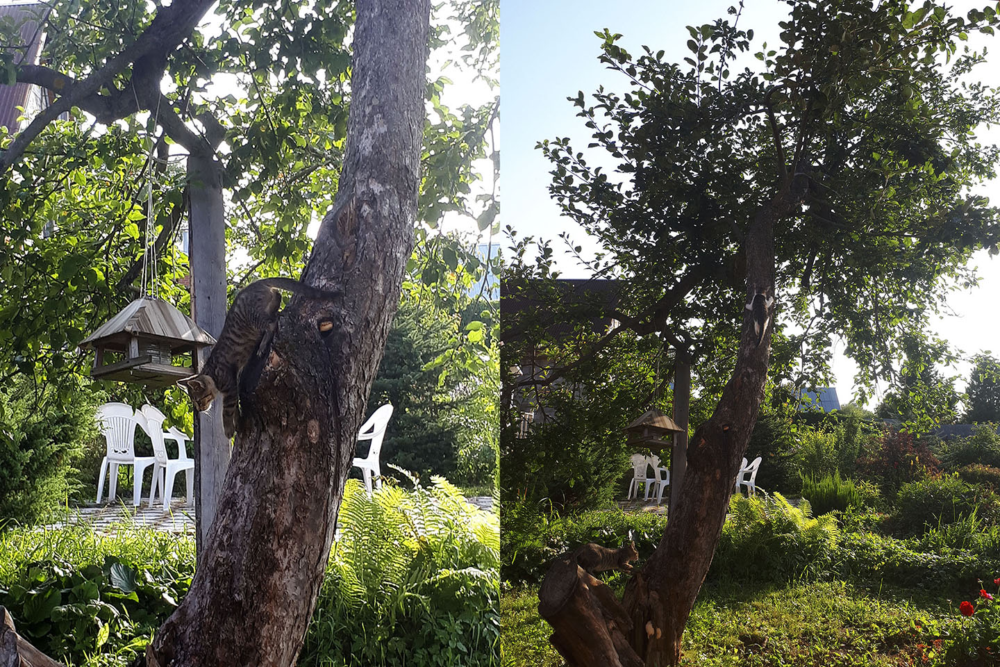 Упражнения на яблоне