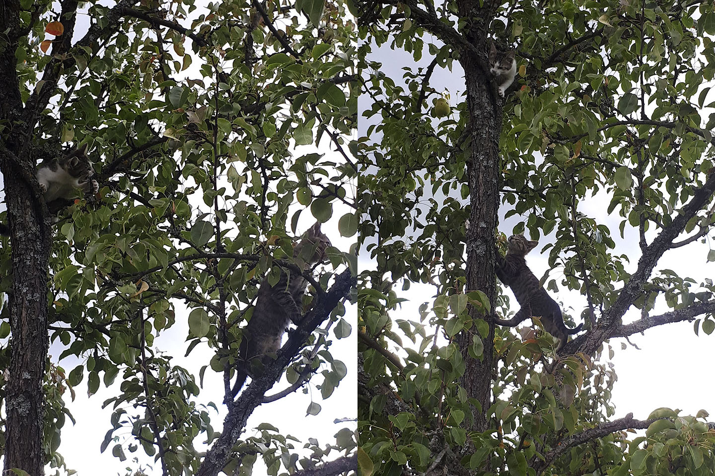 Упражнения на груше