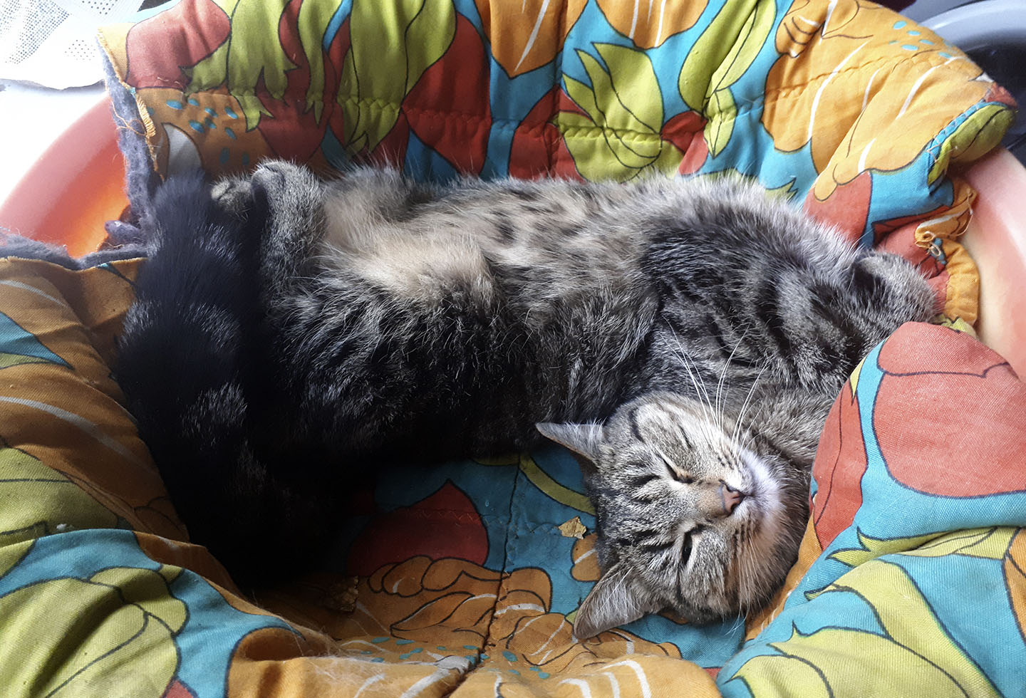 Сворачиваюсь клубочком<br>в любую сторону