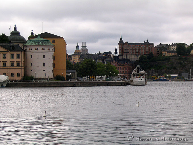 Стокгольм. Злые лебеди