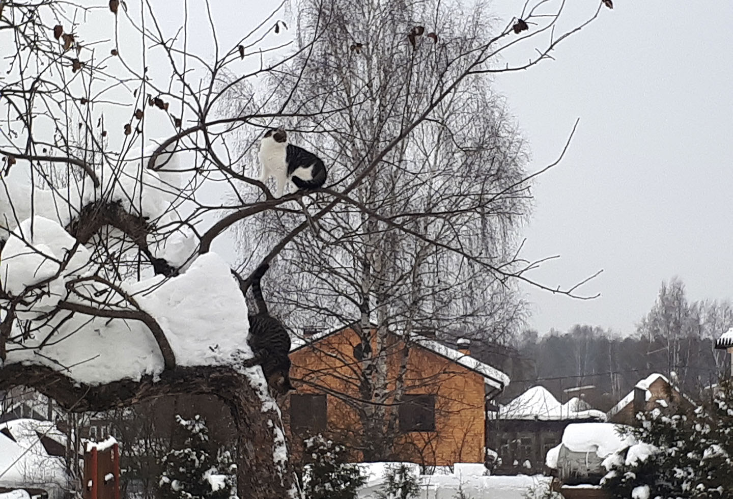 А это что за птица?