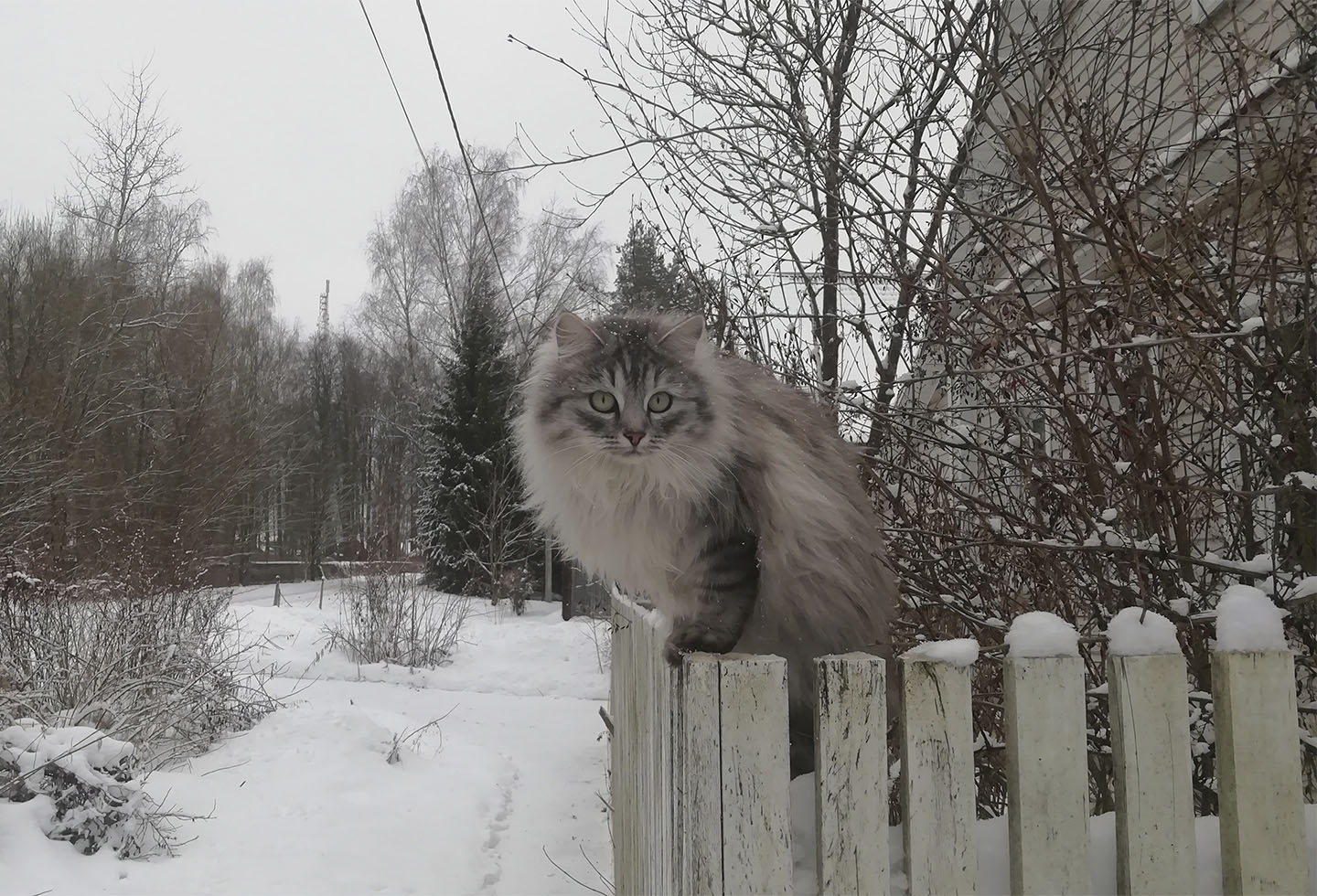 Mashka