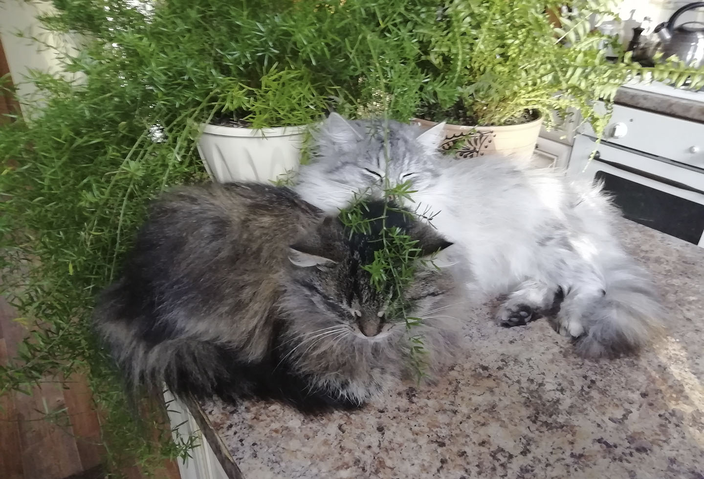 La gatta Mashka e la gatta Mishka