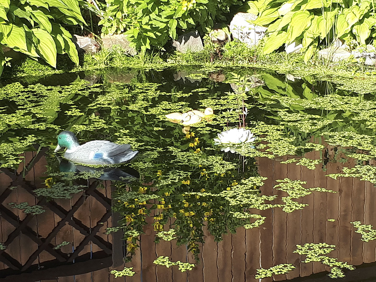 The pond