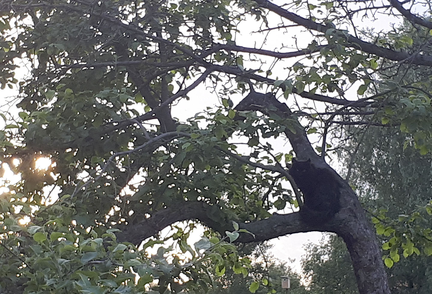 E dov'&egrave Prosha?