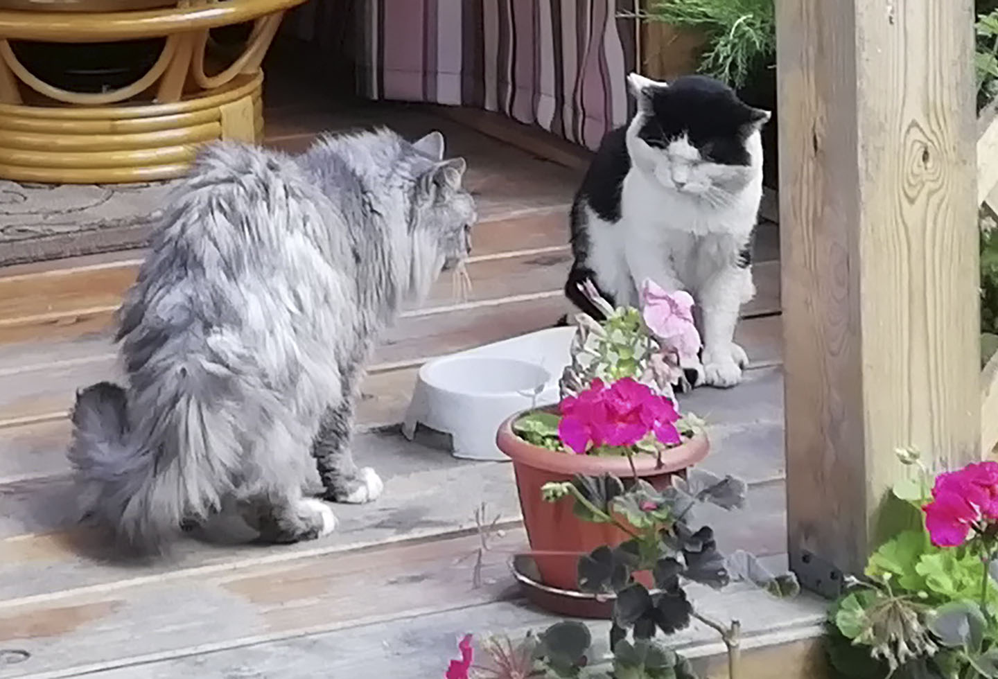 In guardia della ciotola