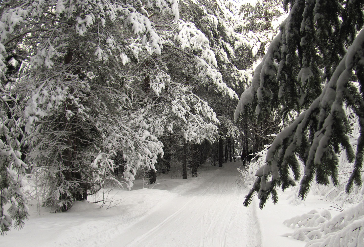 Una strada forestale