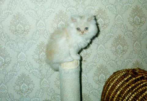 Il gattino sulla colonnetta