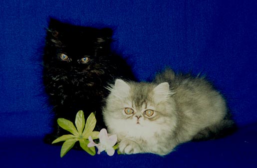 Il fratellino e la sorellina